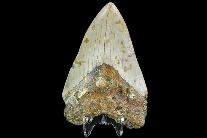 Fossil Megalodon Tooth - North Carolina #109879
